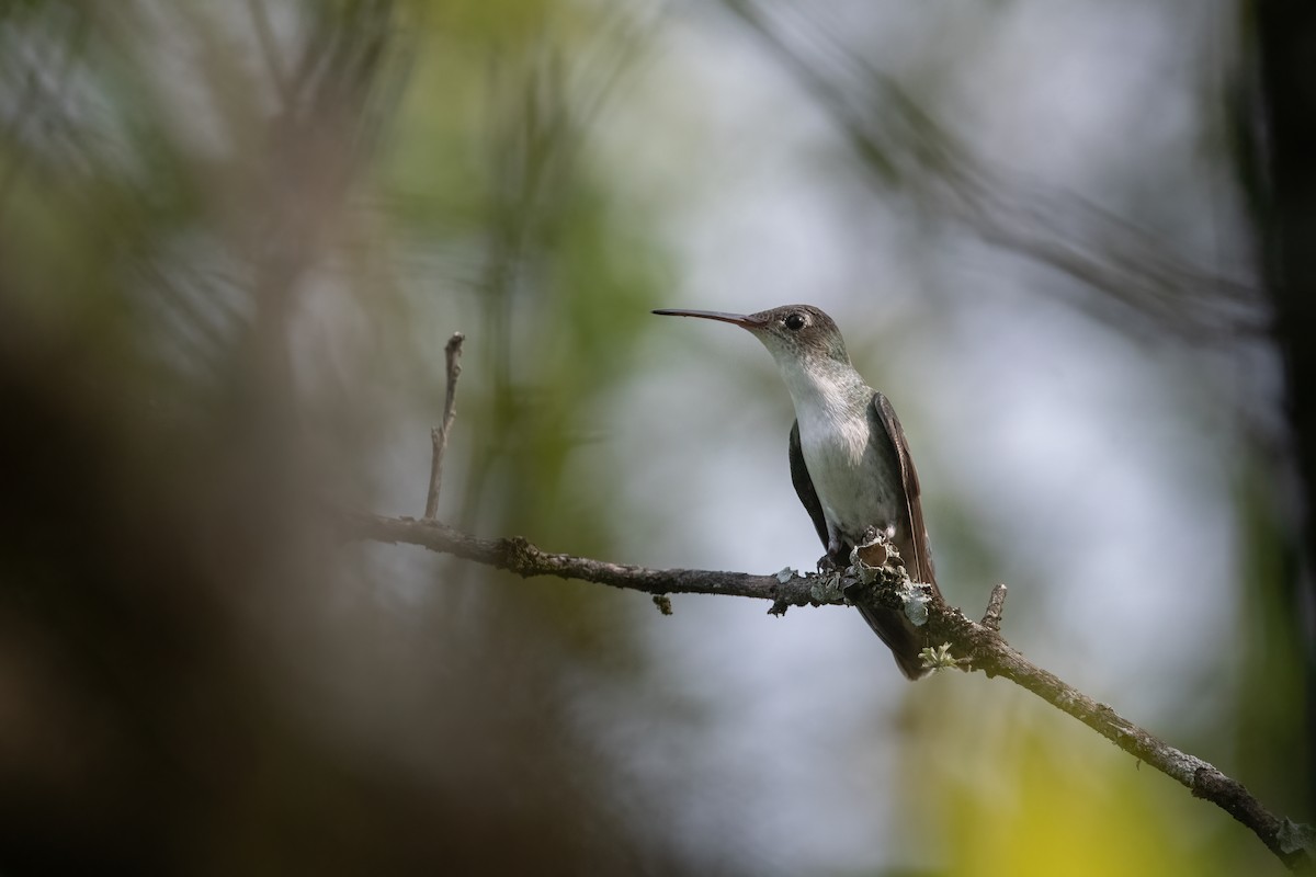 White-bellied Hummingbird - Pablo Re