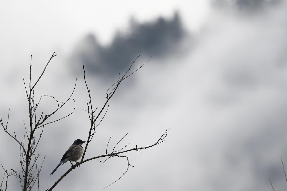 California Scrub-Jay - ML515403151