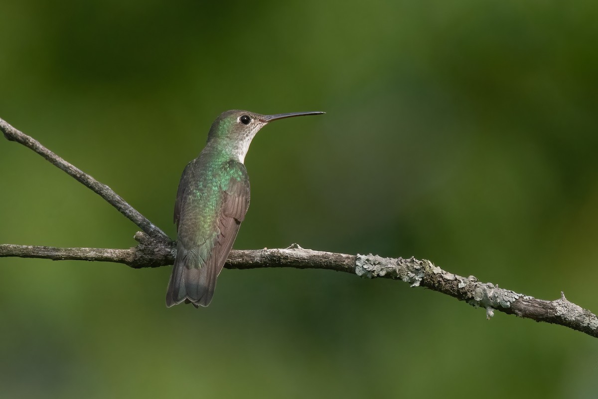 White-bellied Hummingbird - ML515403271