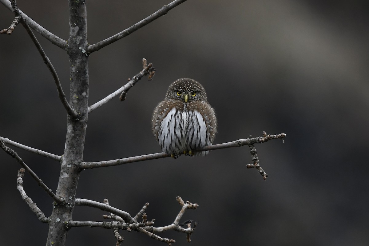 Northern Pygmy-Owl - amaya bechler