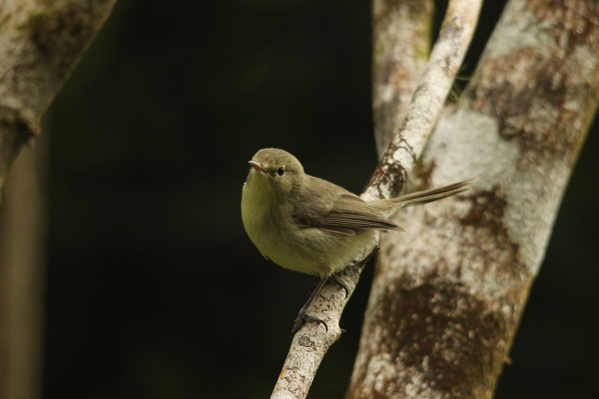 Rodrigues Warbler - ML515404231