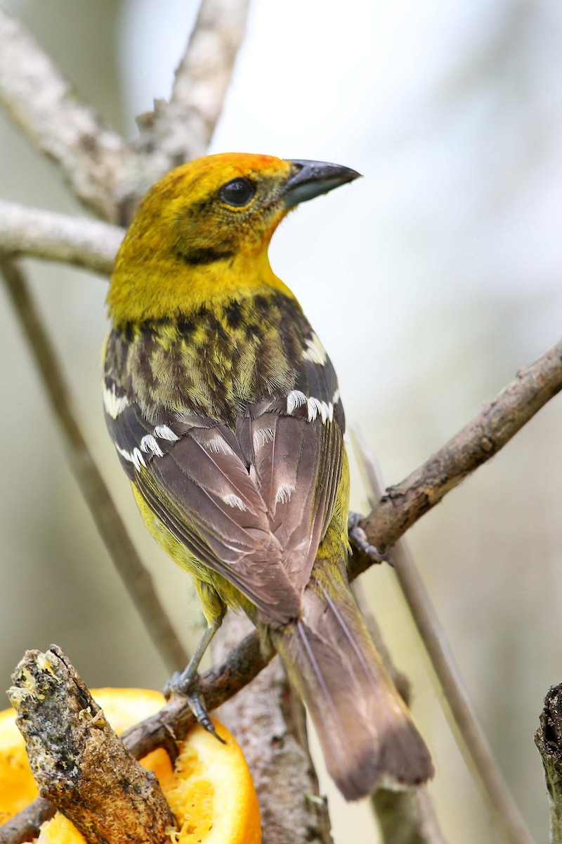 Flame-colored Tanager - Henry Mauer