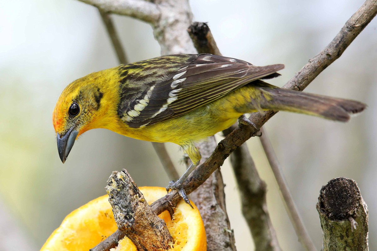 Flame-colored Tanager - Henry Mauer