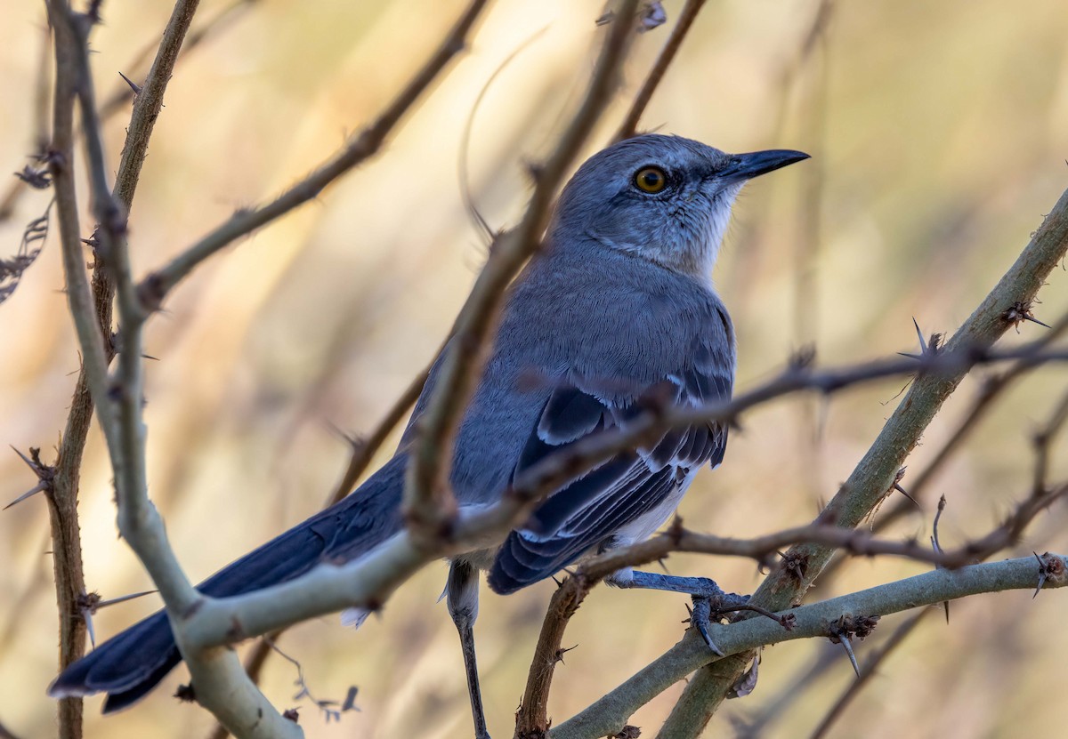 Northern Mockingbird - ML515405471