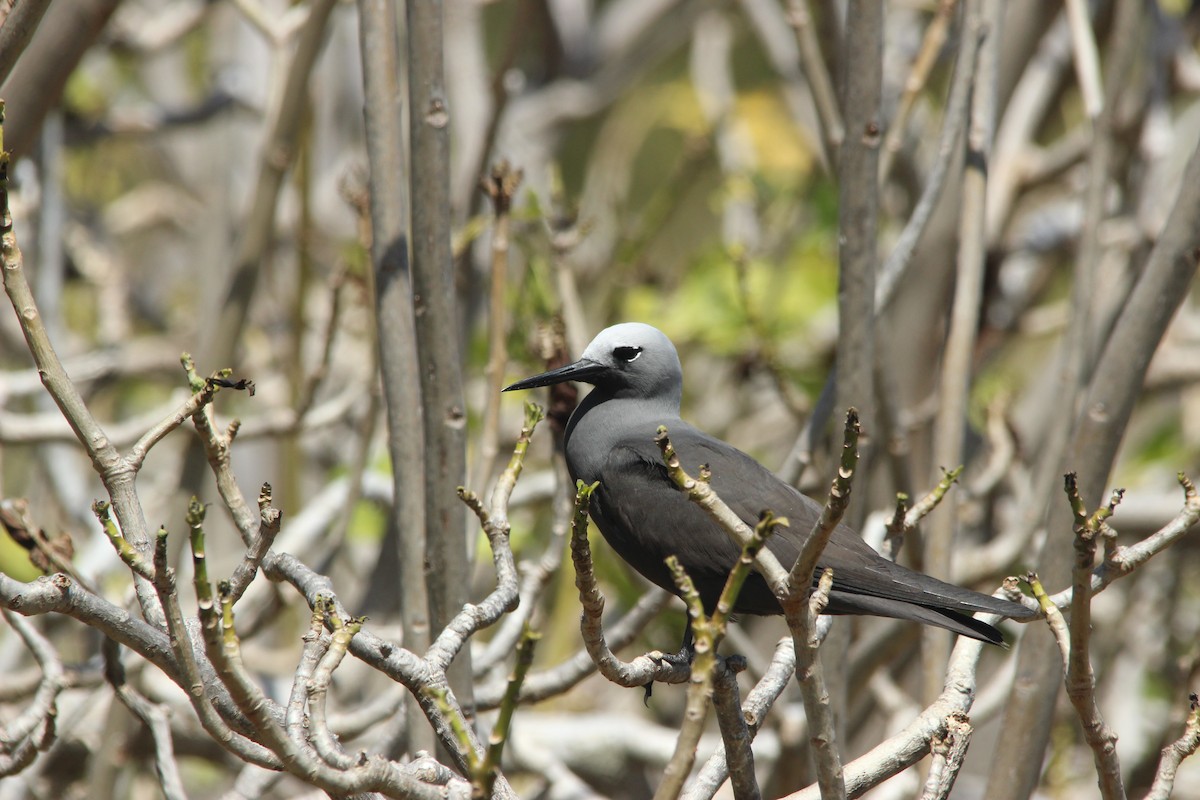 Lesser Noddy - David Hancock