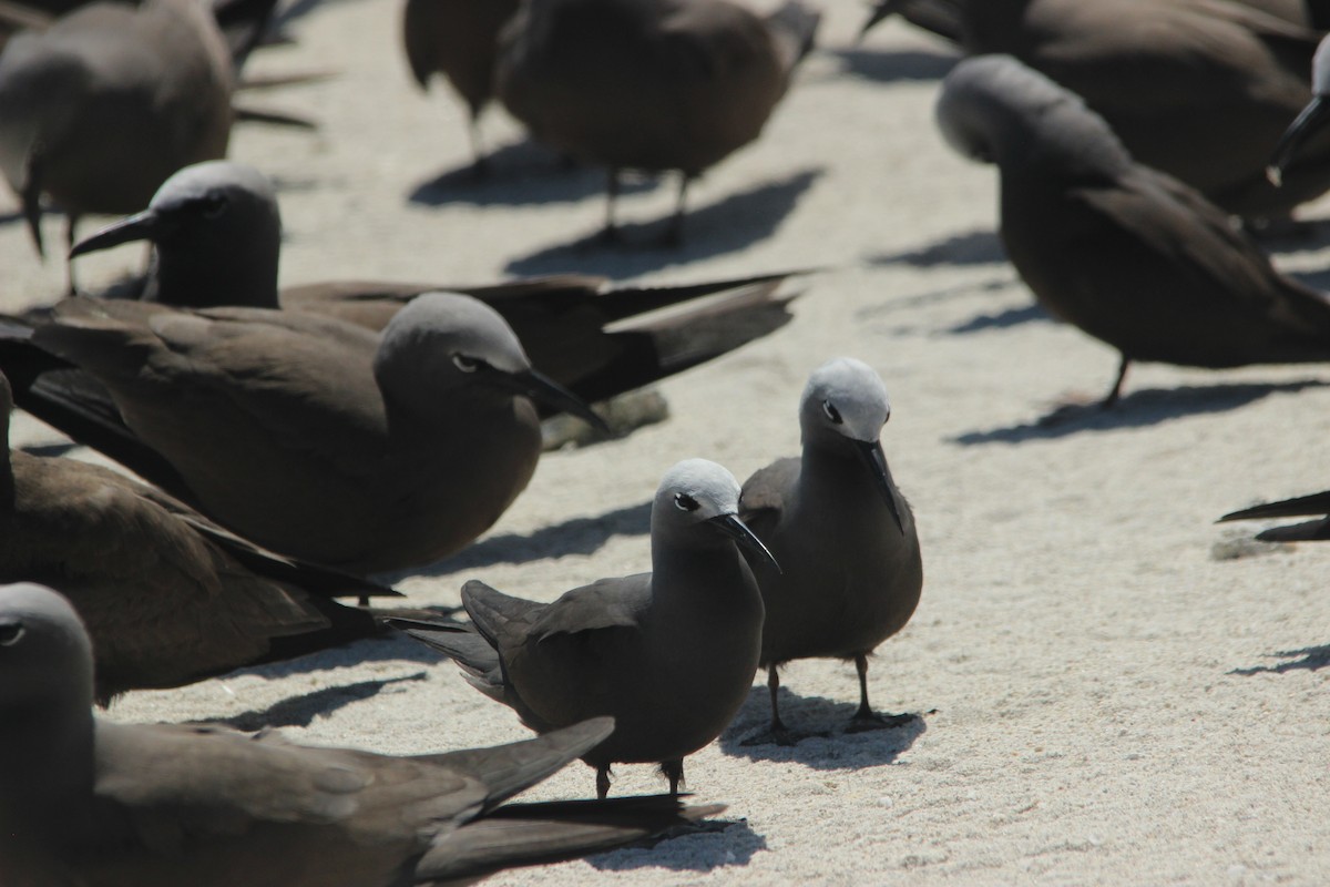 Lesser Noddy - David Hancock