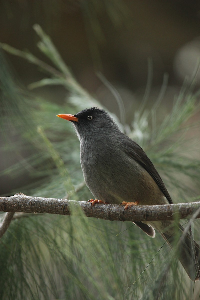 Reunion Bulbul - David Hancock