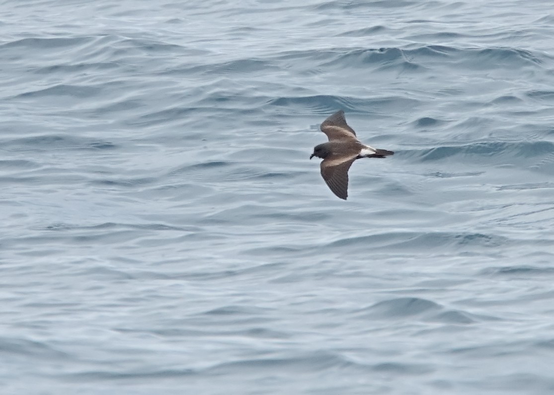 Leach's Storm-Petrel - ML515406551