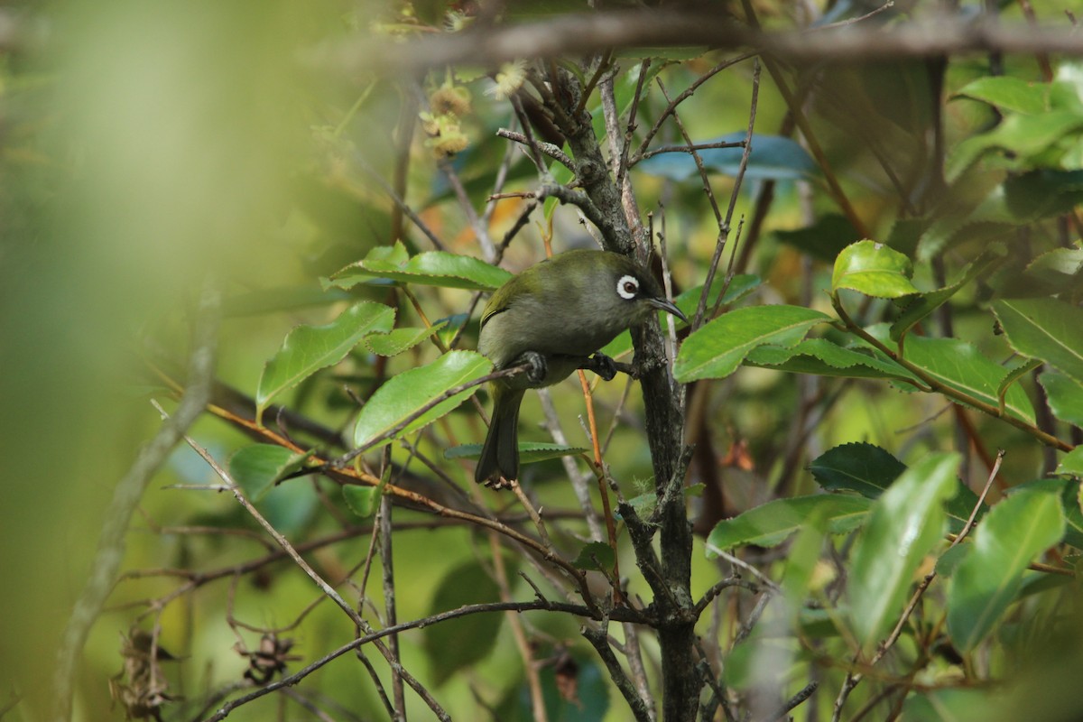 Reunion White-eye - ML515406831