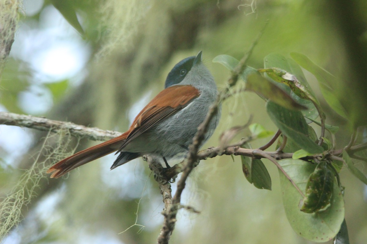 Mascarene Paradise-Flycatcher - ML515406981