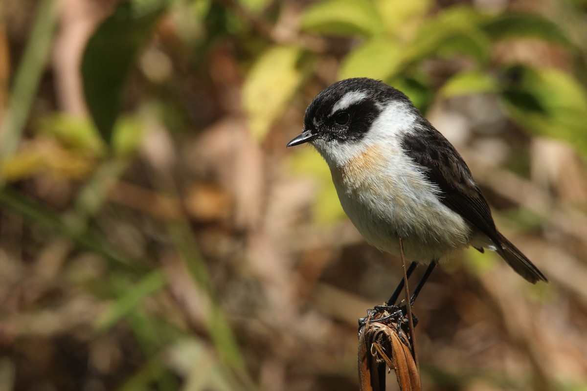 Reunion Stonechat - ML515407241