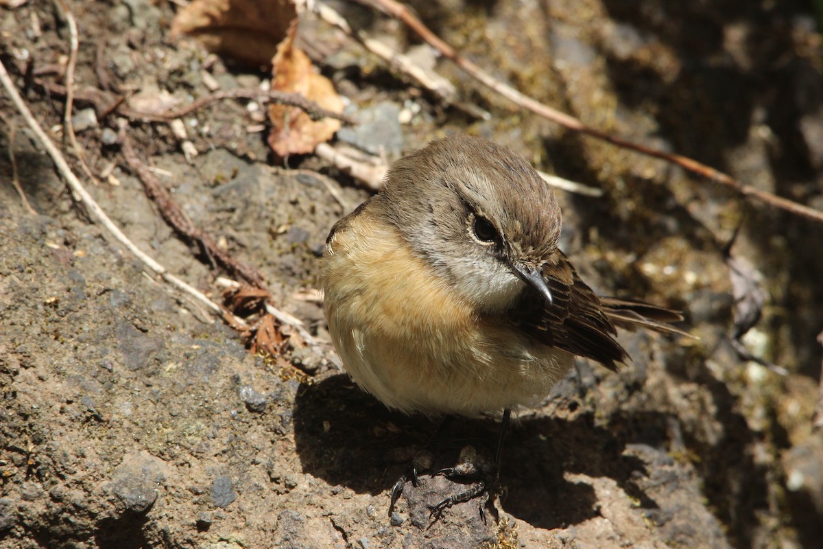 Reunion Stonechat - ML515407251