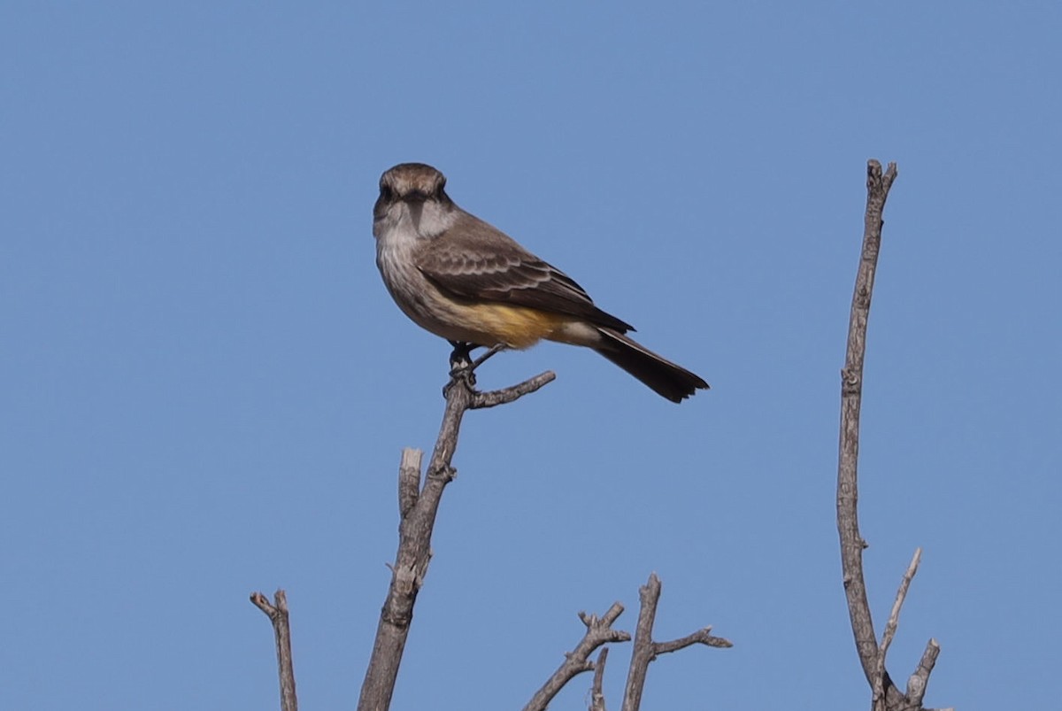 Vermilion Flycatcher - ML515407671