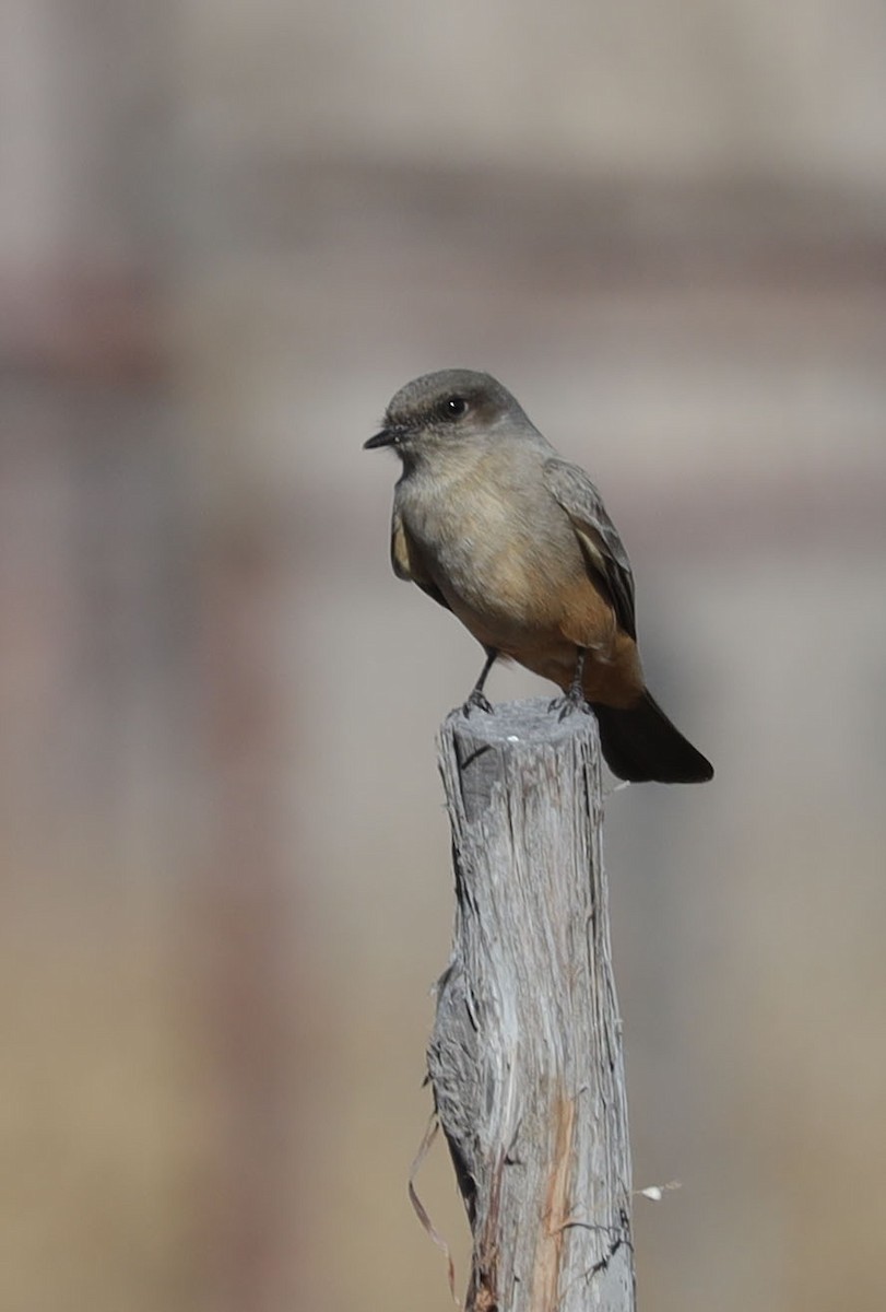 Say's Phoebe - ML515407681