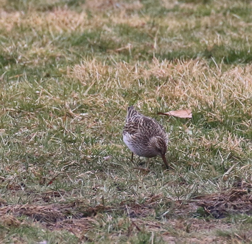 Pectoral Sandpiper - ML51540811