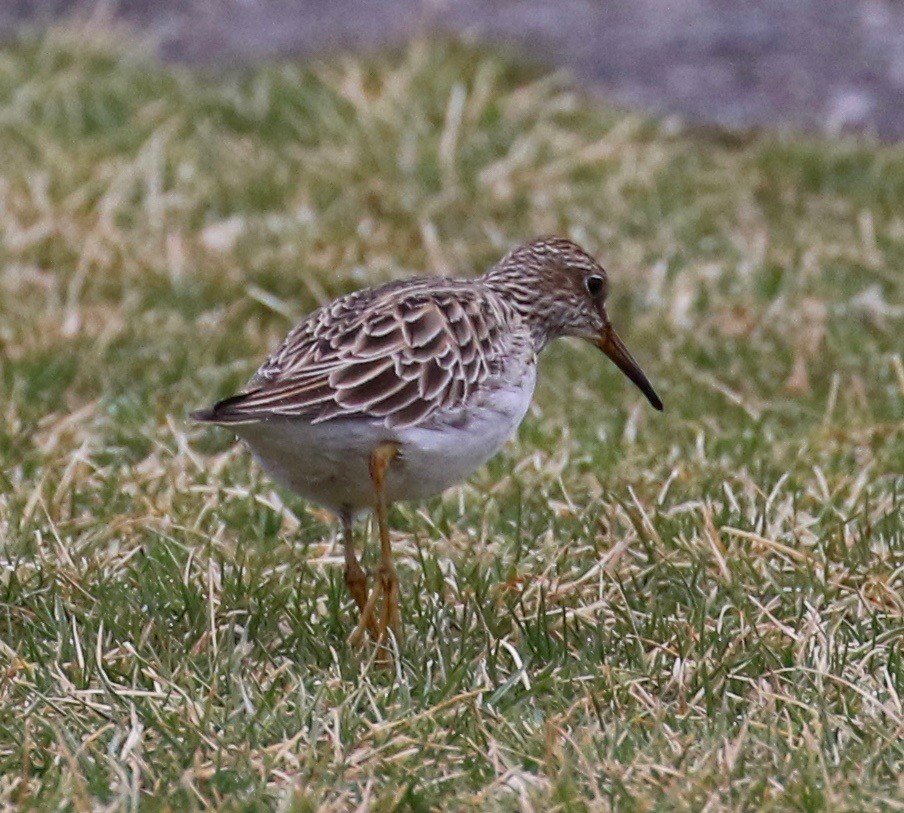 Pectoral Sandpiper - ML51540831