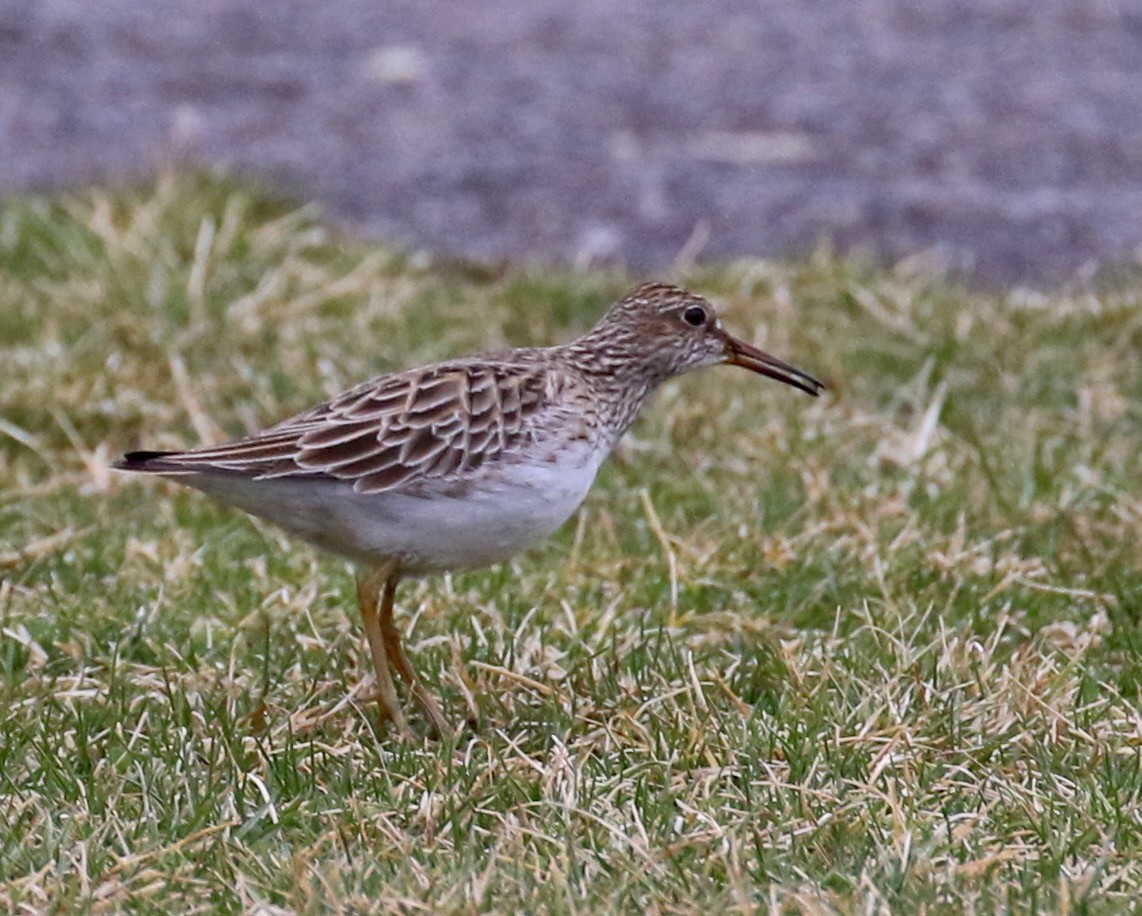 Pectoral Sandpiper - ML51540841