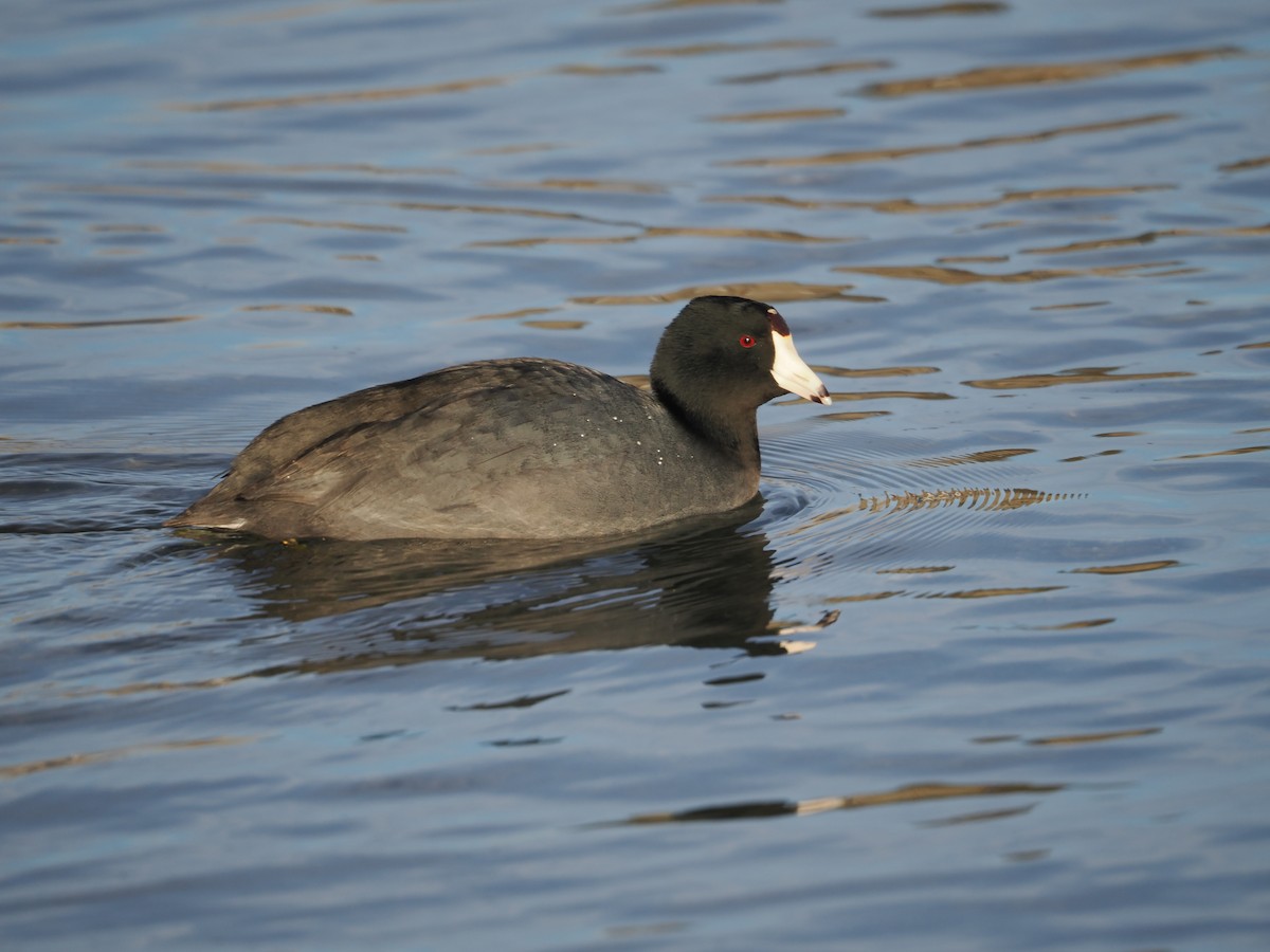 American Coot - ML515408411