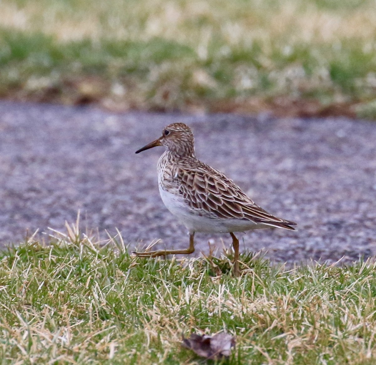 Pectoral Sandpiper - ML51540851