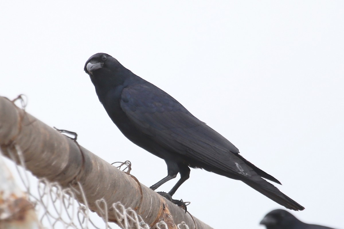 Tamaulipas Crow - ML515410281