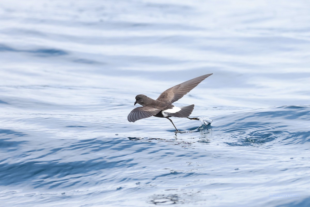 Wilson's Storm-Petrel - Roksana and Terry