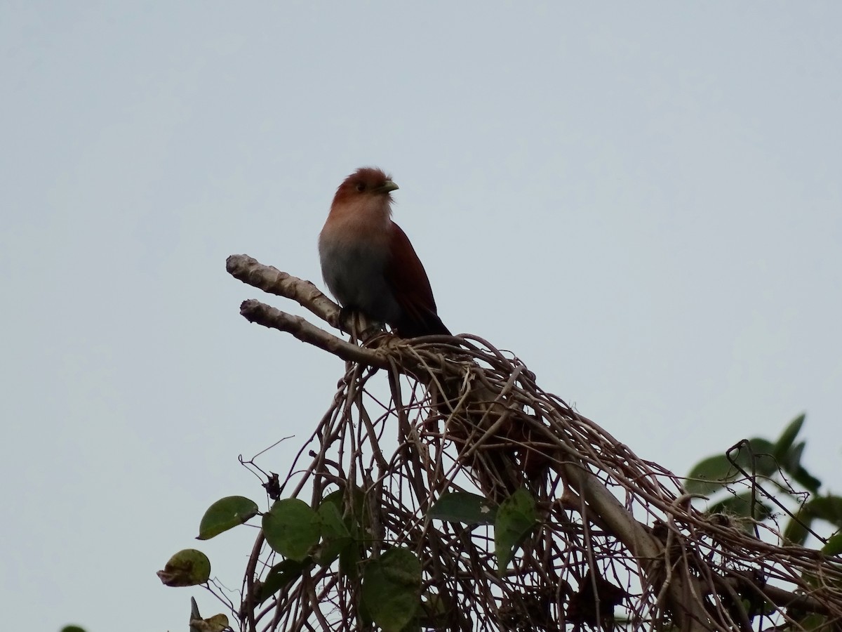 Squirrel Cuckoo - john bishop