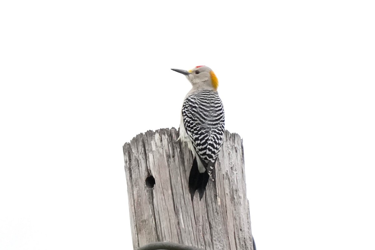 Golden-fronted Woodpecker - Jason B Bidgood