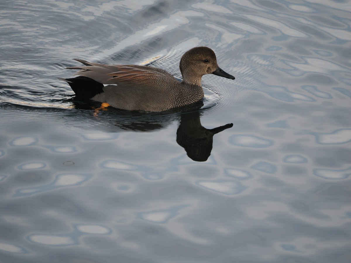 Gadwall - Paul Linton