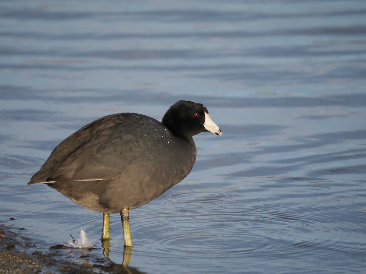 American Coot - ML515412731