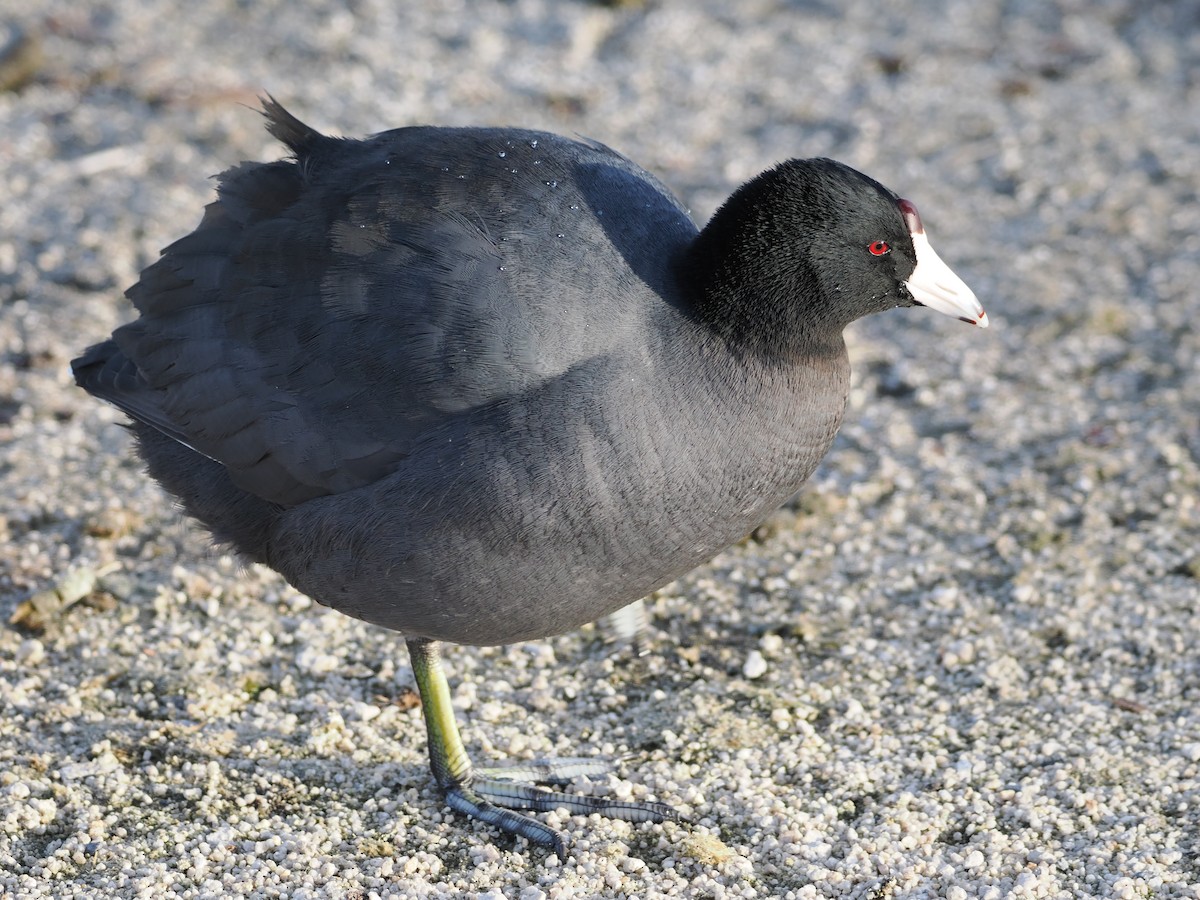 American Coot - Paul Linton