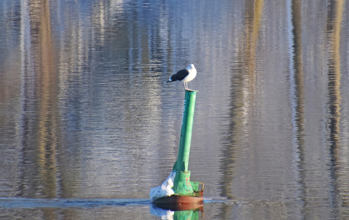 Great Black-backed Gull - ML515412931