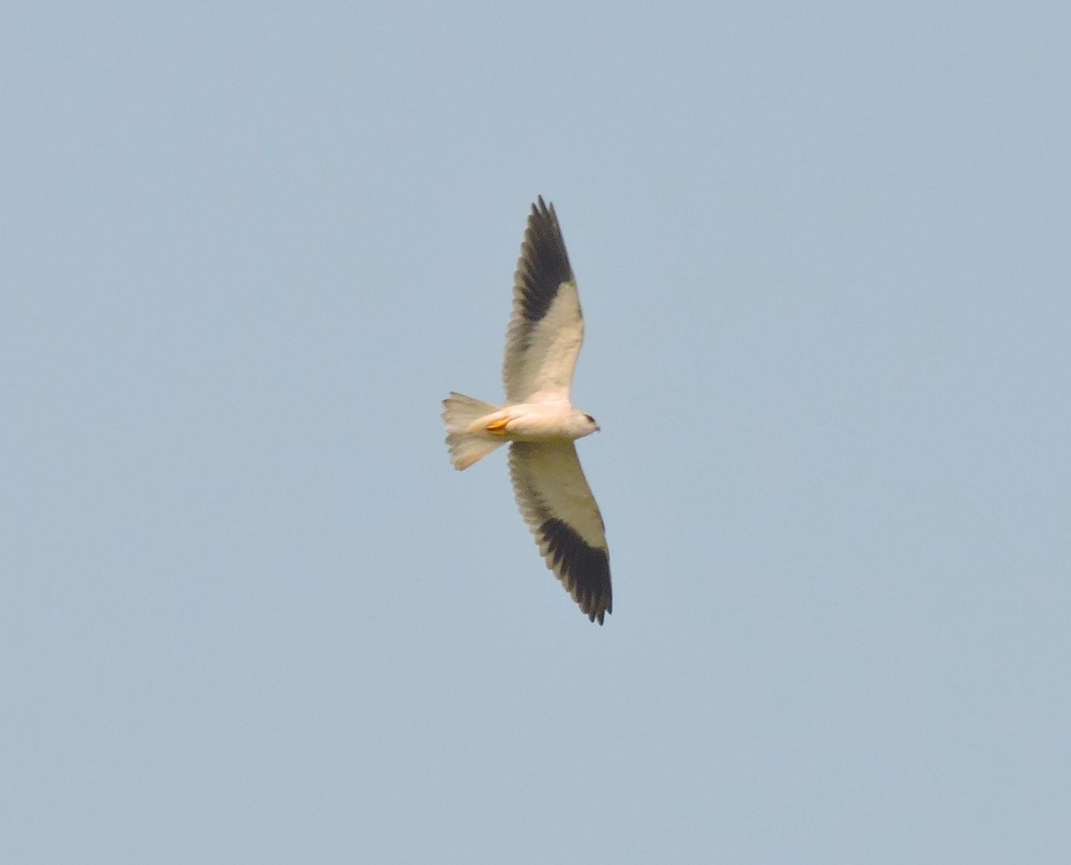 Black-winged Kite - ML515412941