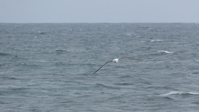 Ak Gezgin/Antipod Gezgin Albatrosu - ML515413871