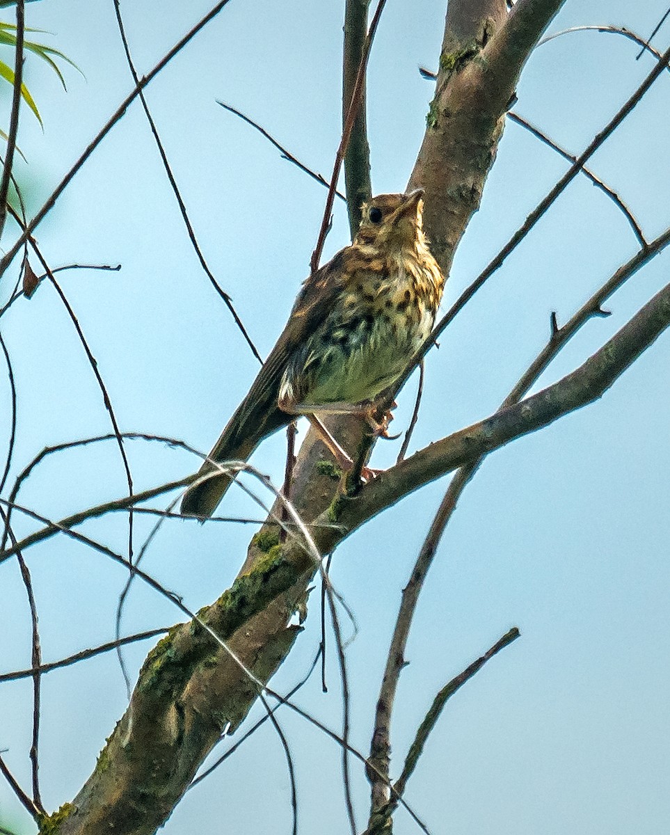 Meadow Pipit - ML515414401