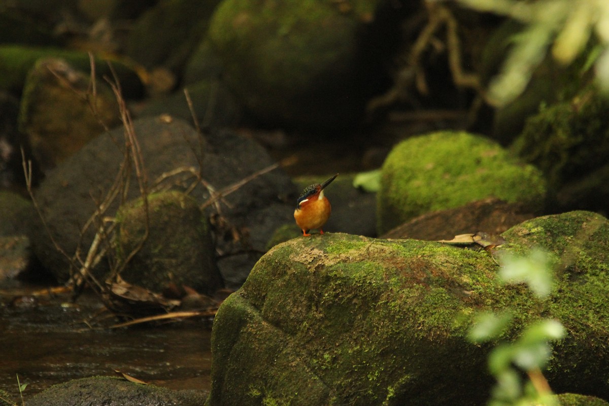 Malagasy Kingfisher - David Hancock