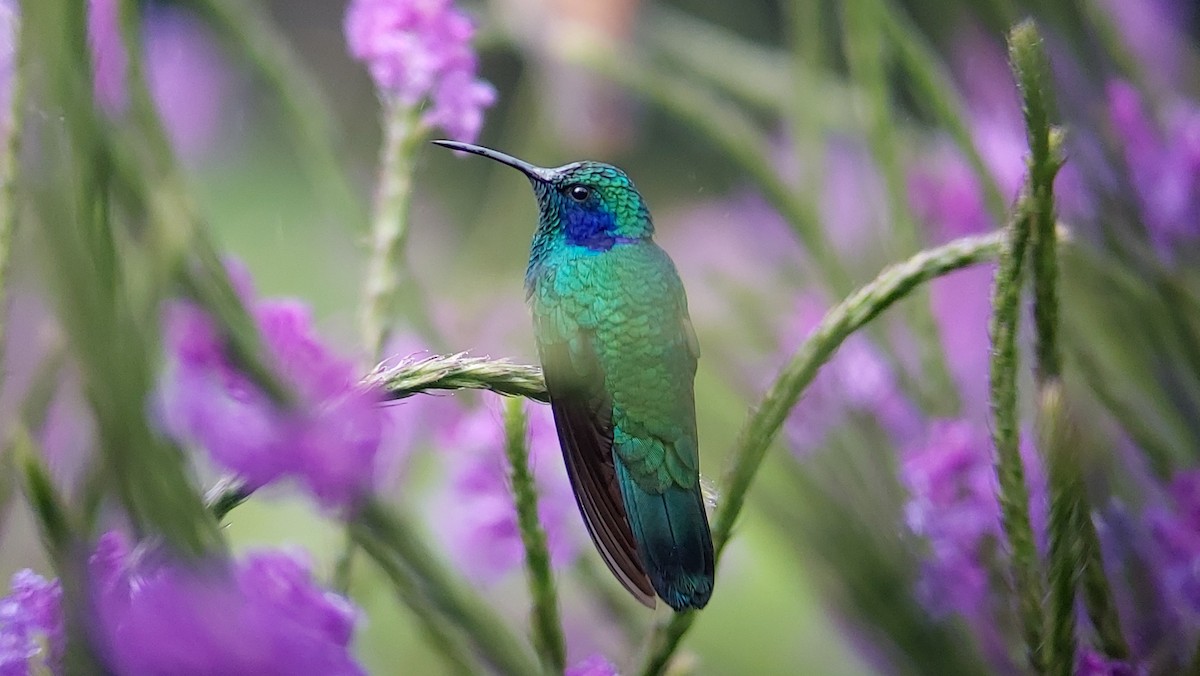 kolibřík modrouchý - ML515415061