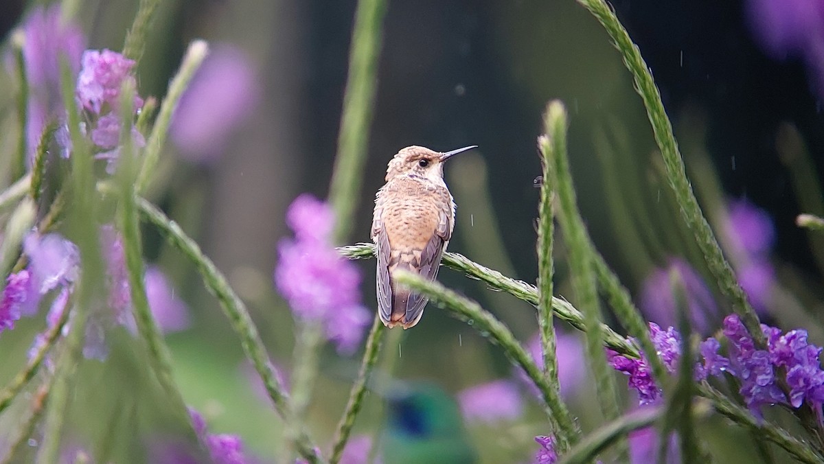 kolibřík fialovouchý - ML515415161
