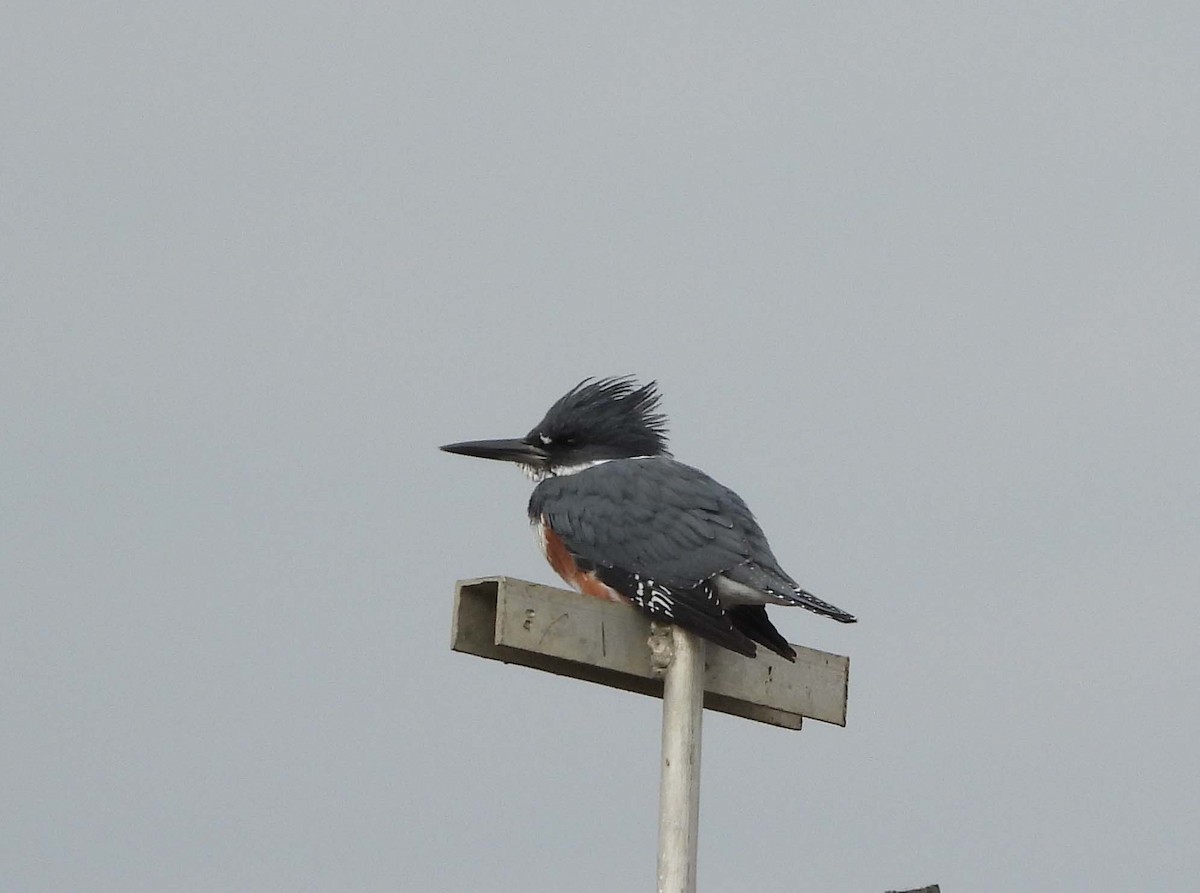 Belted Kingfisher - ML515415431