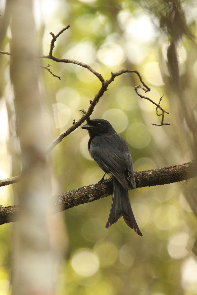 Crested Drongo (Madagascar) - ML515415851