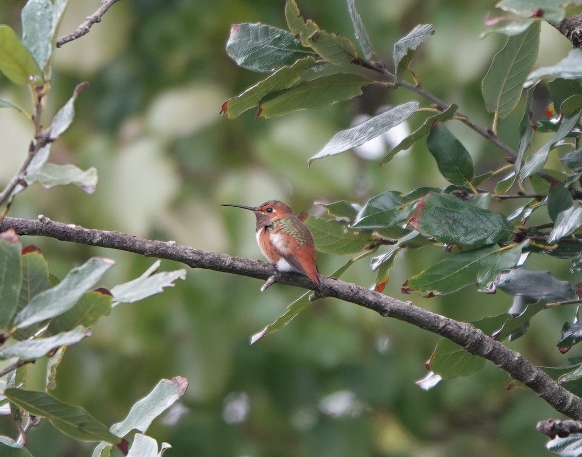 Allen's Hummingbird - ML515416101