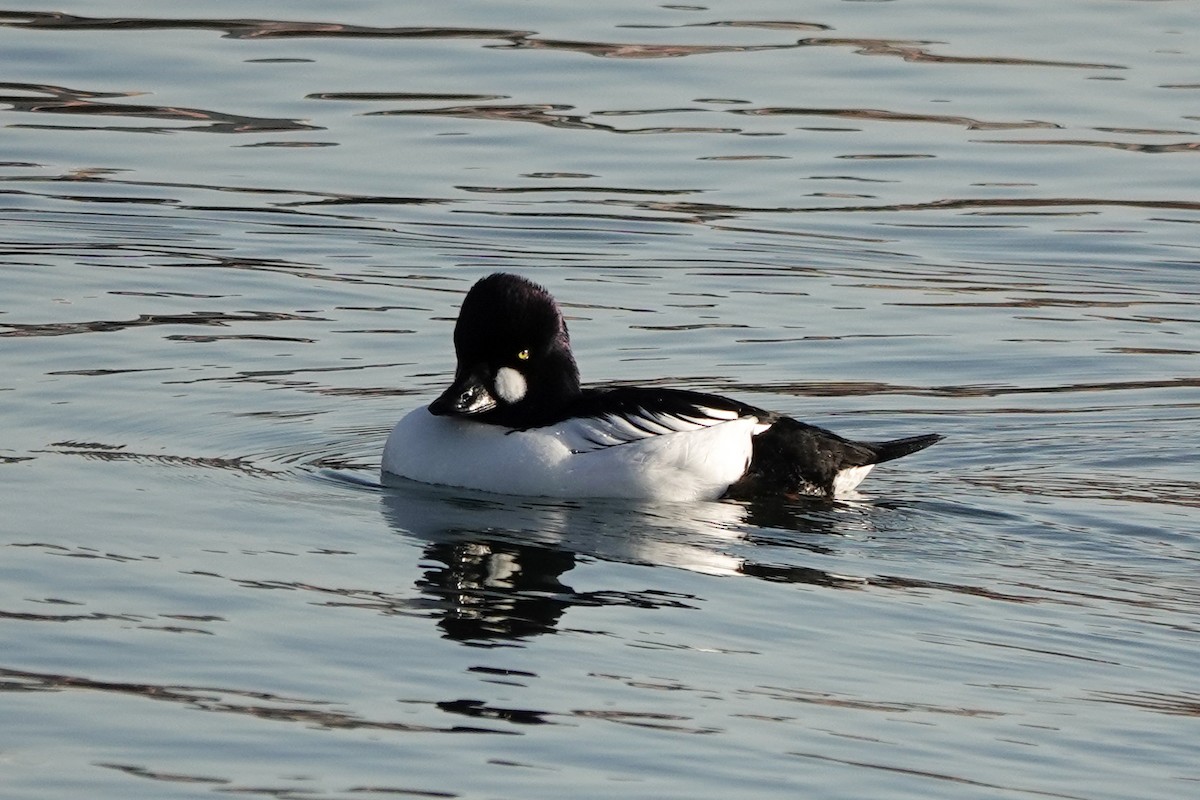 Common Goldeneye - Isabelle Reddy