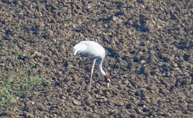 Sarus Crane - ML515418761