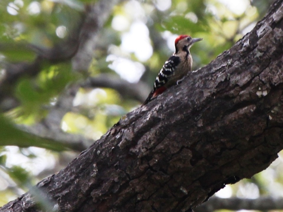 Fulvous-breasted Woodpecker - Ashok Mashru