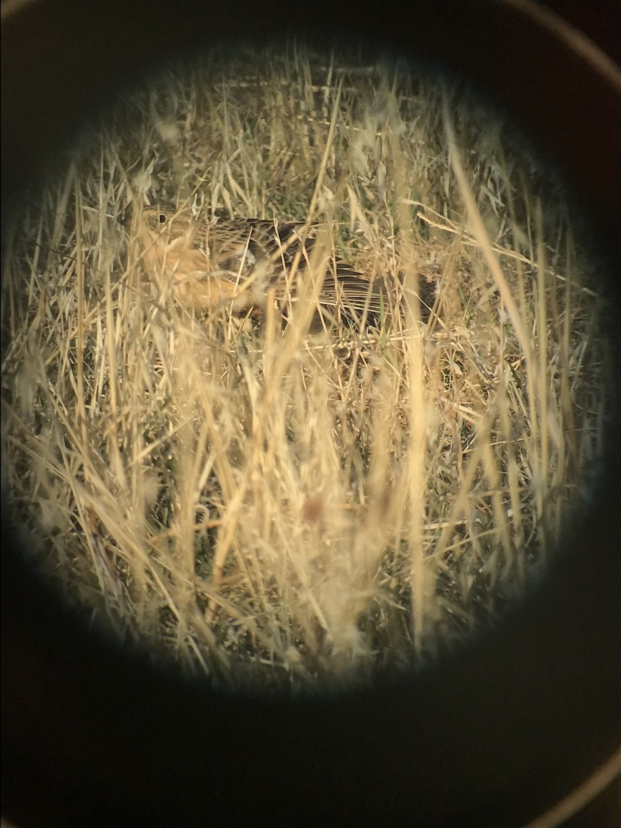 Smith's Longspur - Dessi Sieburth