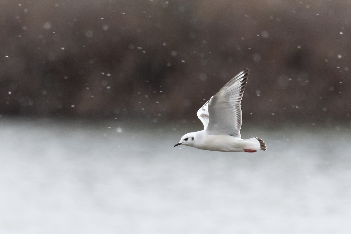 Bonaparte's Gull - ML515421901