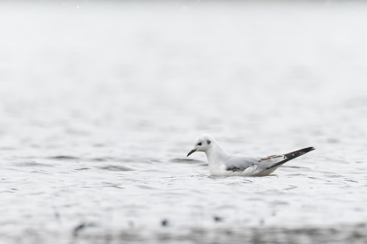 Bonaparte's Gull - ML515421921