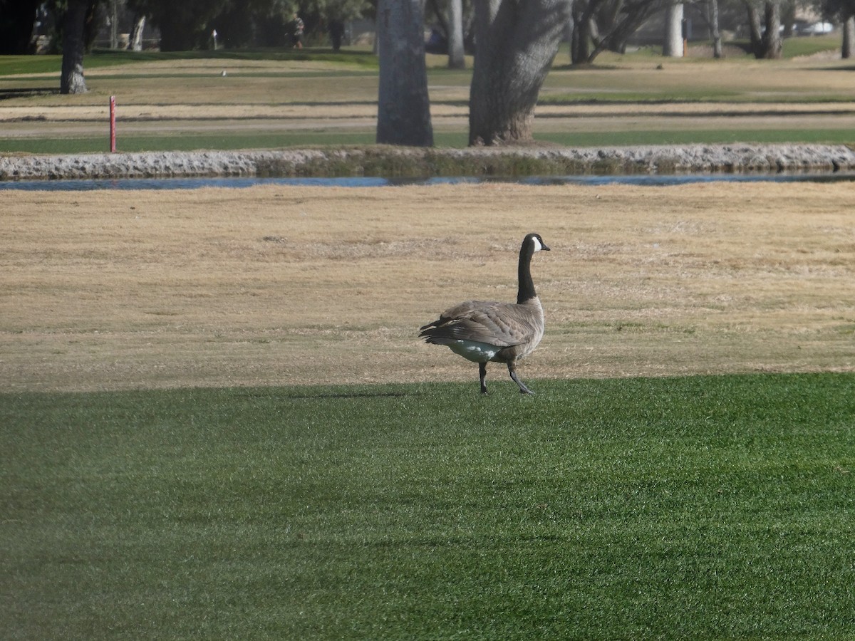 Canada Goose - Rebecca Carroll