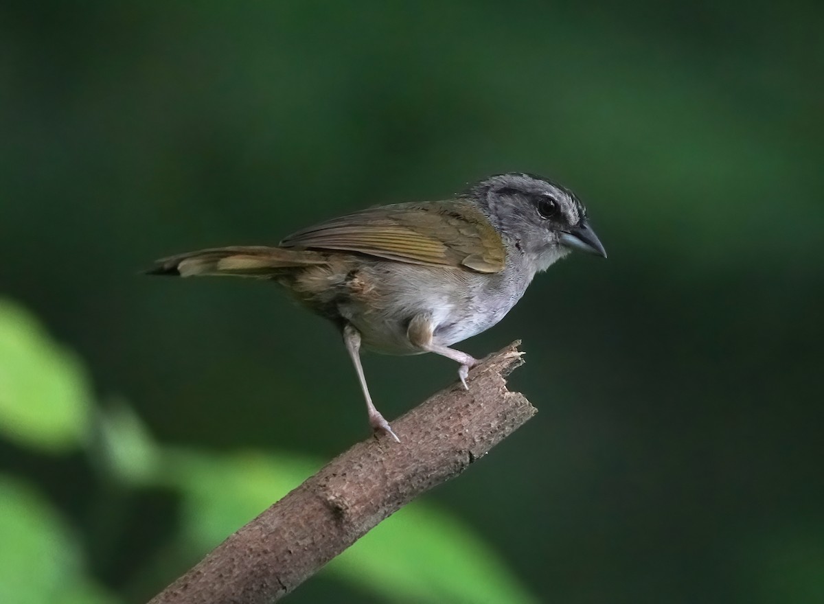 Green-backed Sparrow - Pete Sole