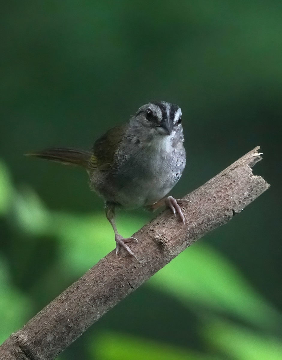 Green-backed Sparrow - Pete Sole