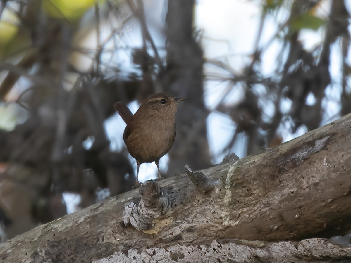 Pacific Wren - Spencer Seale